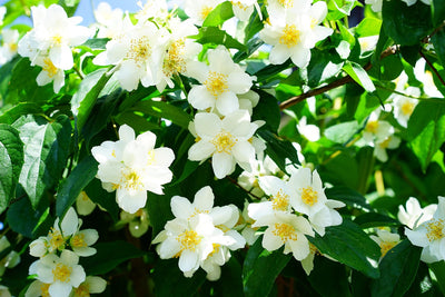 Jasmine