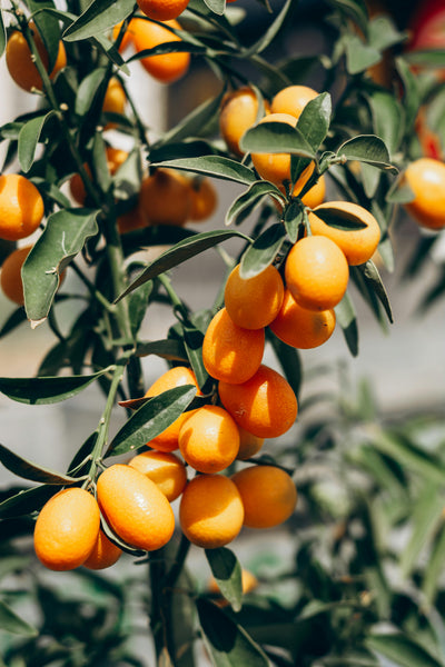 Kumquat