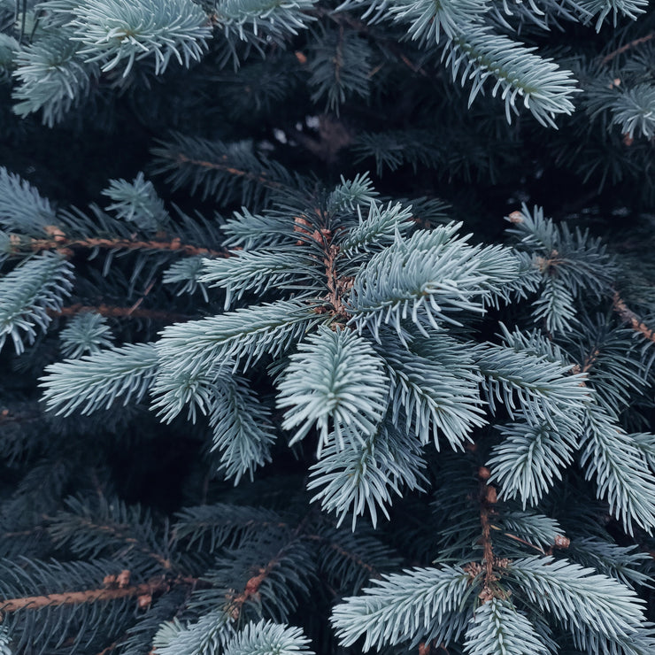 Thymes Frasier Fir Type